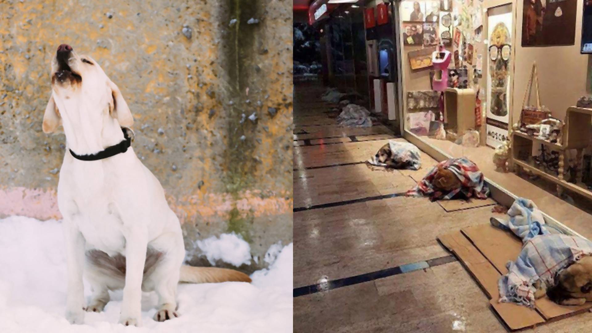 Okazali serce i wpuścili bezdomne psy na noc do galerii handlowej - psiaki uratowane przed mrozem
