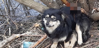Młody pies nadziany na gałąź w Stankowie. "Przez 15 lat nie widziałam tak skandalicznego przypadku"