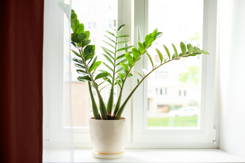 Zamioculcas,Home,Plant,On,The,Windowsill.,Home,Plant,With,Green