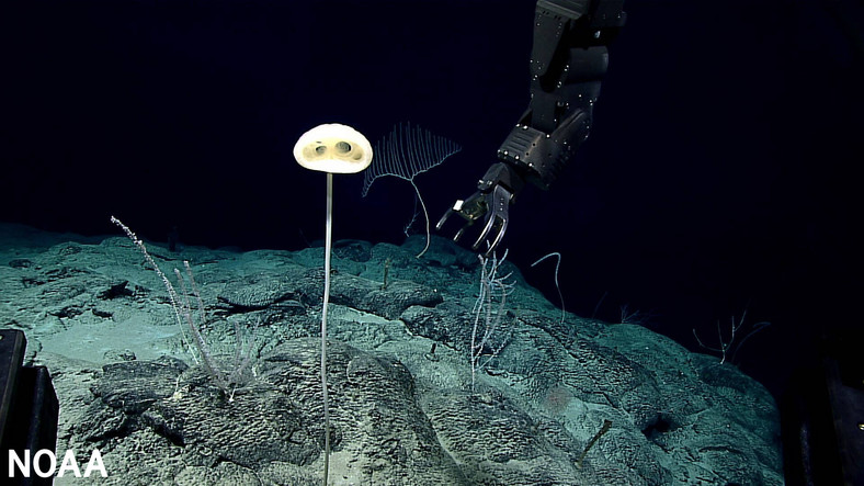 Gąbki "E.T." odkryte przez NOAA. Ich szkielet zbudowany jest ze szklanej krzemionki