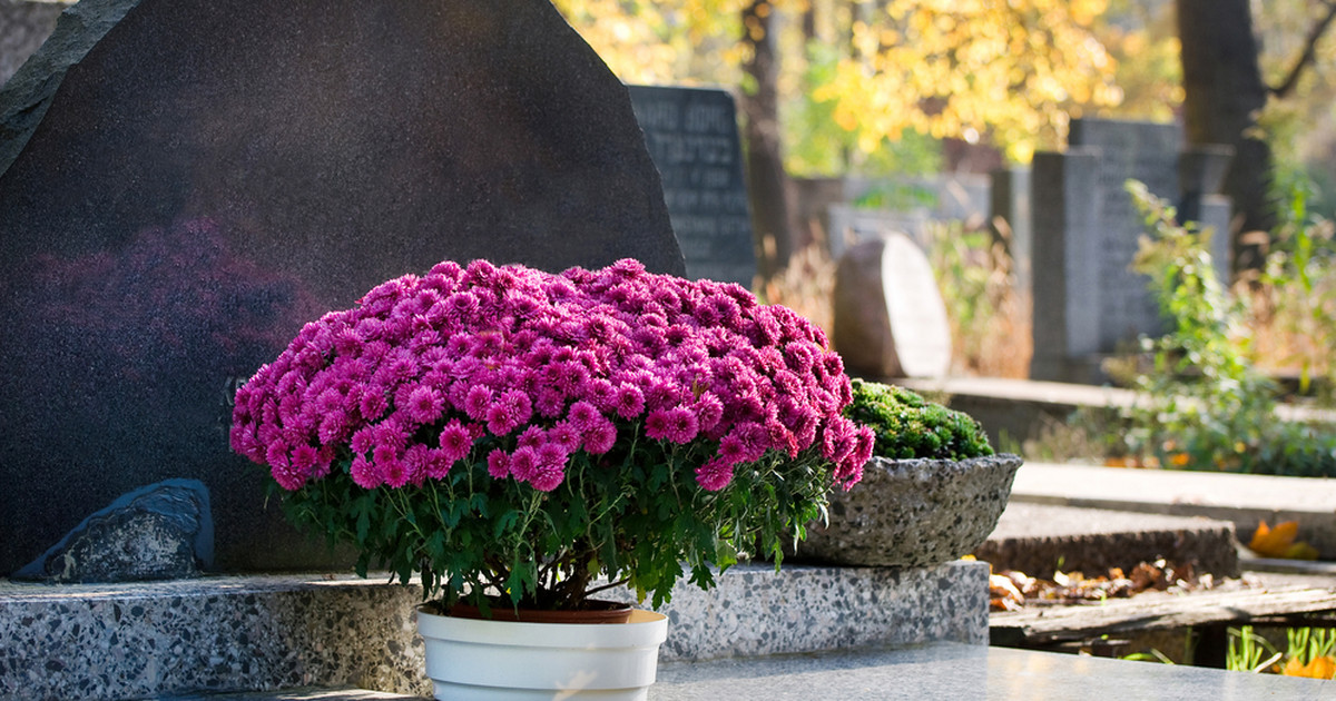 Какие цветы можно возлагать. Цветы на могилу. Цветы на кладбище. Цветы в цветнике на могиле. Лучшие цветы для посадки на могилу.