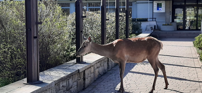 Łanie odwiedziły urząd miasta w Zakopanem