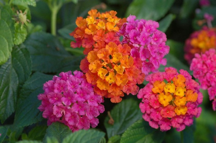 Kolorowa lantana