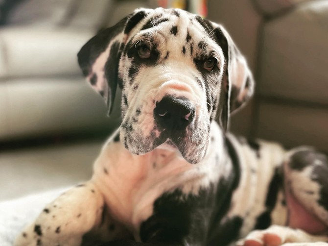 Uzela sam štene nemačke doge, pa gledala kako raste u stvorenje od 2 metra