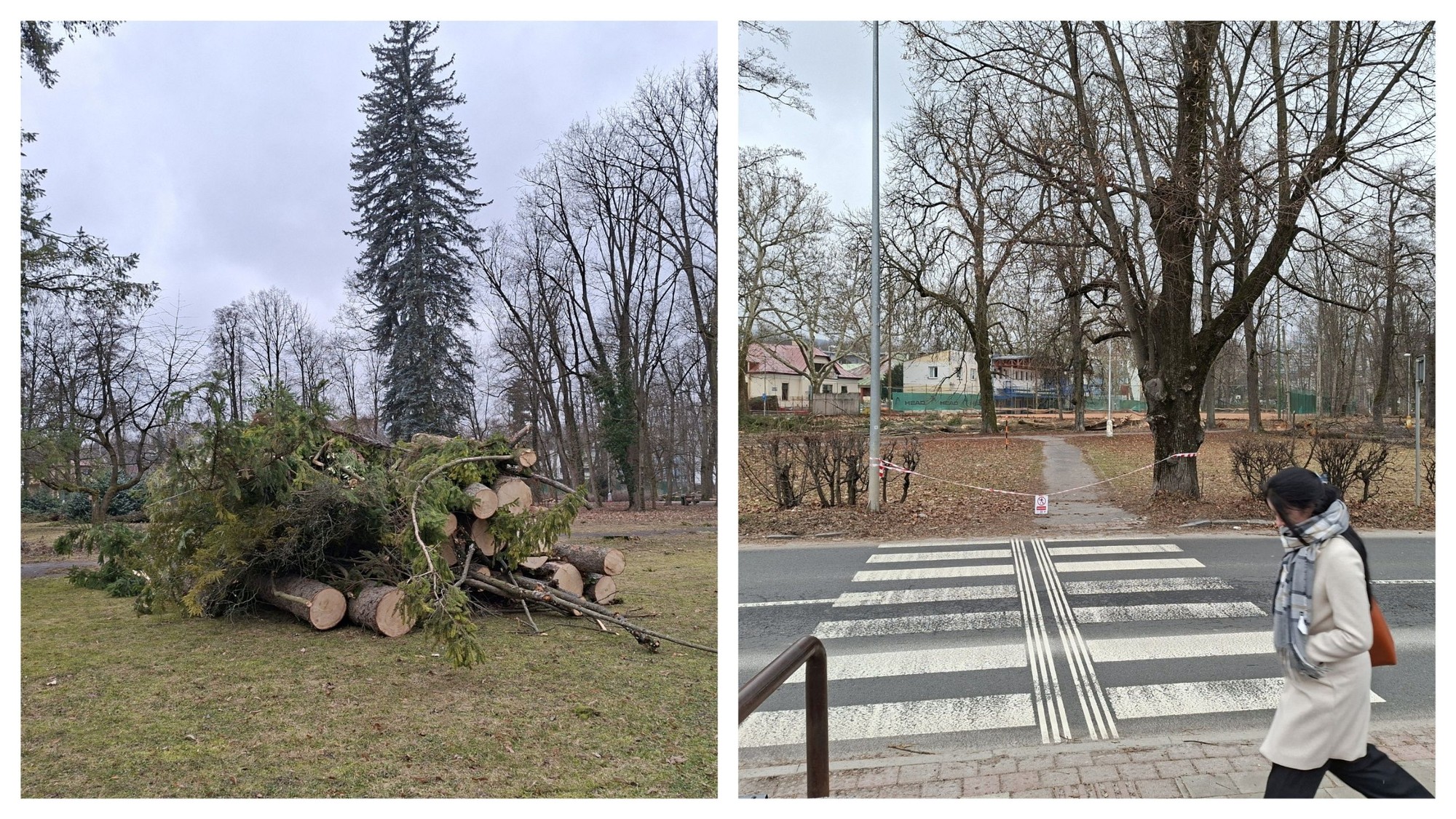 Časť vyrúbaných stromov v Mestskom parku v Banskej Bystrici, 16. 2. 2026.