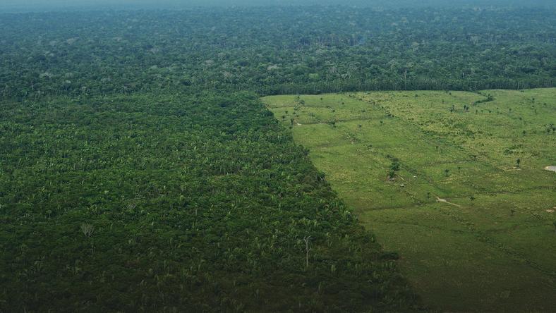 Jak szybko znikają amazońskie lasy deszczowe w Brazylii? - Podróże