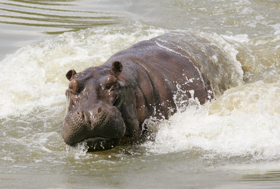 A hippo swims in an artificial lake in a farm in Puerto Triunfo, Colombia, December 21, 2006.
