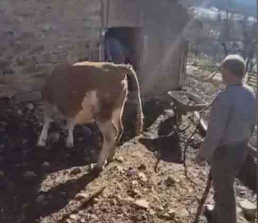 Zoran dobio kravu na poklon