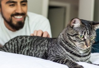 9 na 10 opiekunów kotów w Polsce uważa, że ich kot ma unikalną osobowość – sprawdź, co czyni pupila szczęśliwym