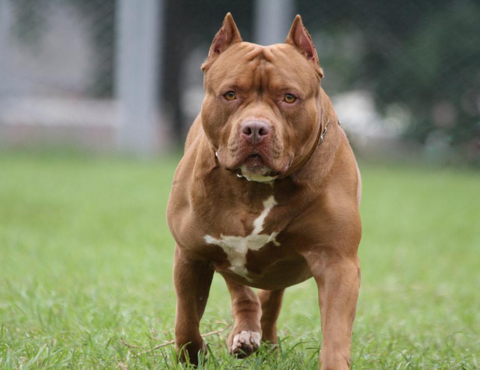 Hagyta, hogy a lányával aludjon a pitbull. Ez lett belőle: - Blikk Rúzs