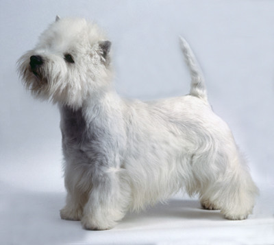 west highland white terrier