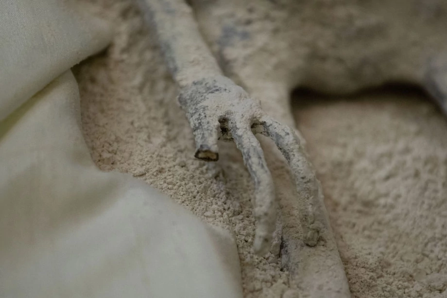 Małe zmumifikowane zwłoki, o wydłużonych głowach, trzech palcach i makijażu ciała podobnym do hollywoodzkich przedstawień kosmitów, zostały rzekomo znalezione w Peru w 2017 r. i według Maussana liczą około 1000 lat.