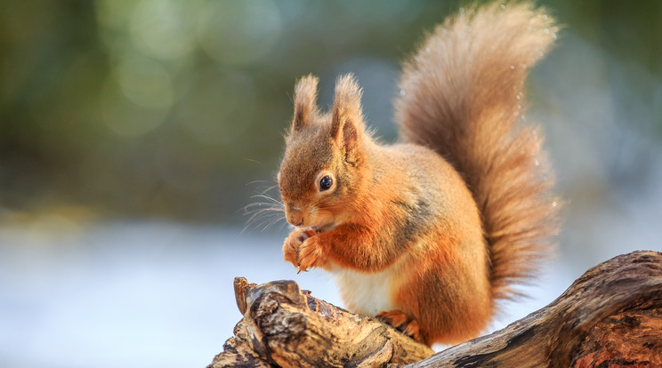 A koronavírusos trónörökös teljes elszigeteltségben él Skóciában, mókusokat etet a királyi birtokon/ Fotó: Shutterstock