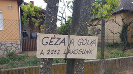 Géza gólyát ünnepli az egész falu