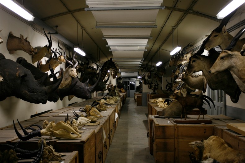 The Royal Museum for Central Africa (RMCA) is an ethnographical and natural history museum It was first built to show off King Leopold II. It focuses mainly on Congo, Belgium's former colony. After the Congo Free State was recognized by the Berlin Conference of 1884-1885, King Leopold II decided he had to show the potential of the country in an exhibition. After considering other places, the king decided to have the exhibition in his royal estate at Tervuren. In 1898 the Palace of the Colonies became the Musee du Congo, and now the exhibits became permanent. he new museum started construction in 1904 by the French architect Charles Girault in neoclassical palace architecture. In 1960 the museum had its name changed to The Royal Museum for Central Africa. [Photo by Christophe Calais/MRAC/Corbis via Getty Images]