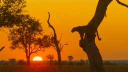 królestwo zwierząt kingdom serial przyrodniczy kiedy gdzie oglądać