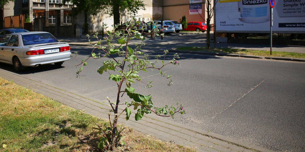 Absurd w Łodzi. Na ulicy Orlej trawnik skoszony. Został chwast