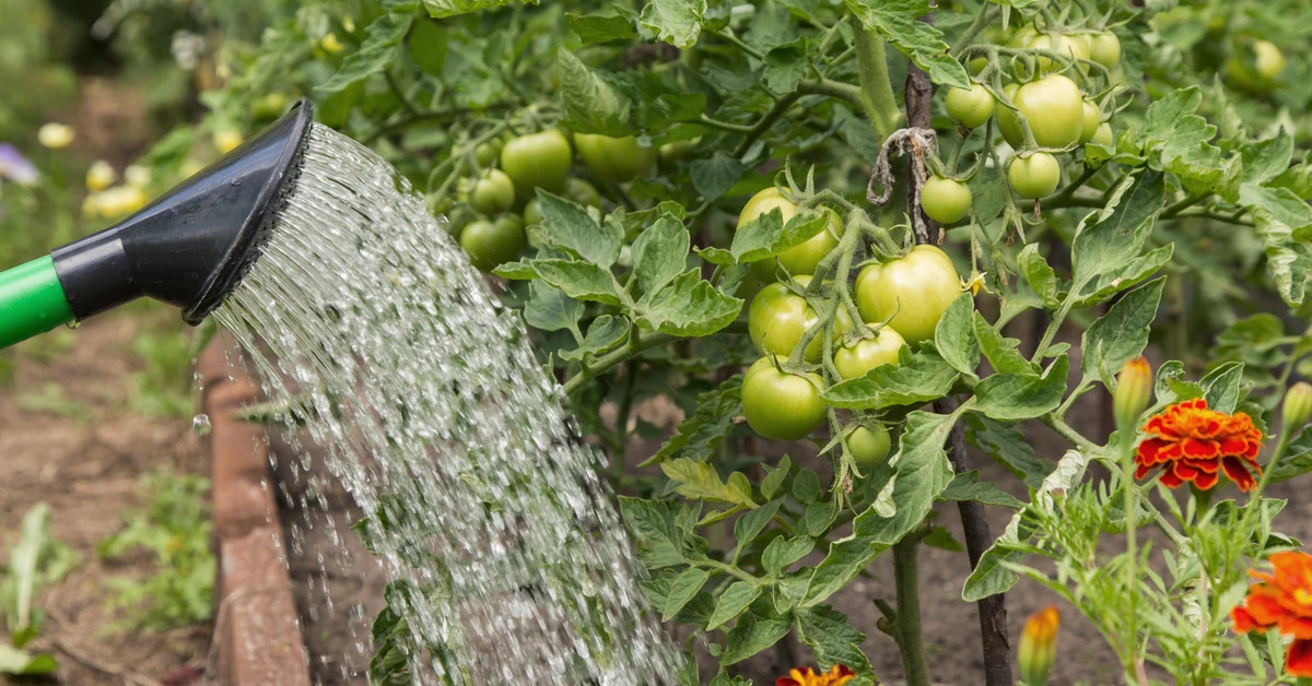 Aspiryna na pomidory - kiedy podlewać? Jak przygotować oprysk z aspiryny na pomidory? Czy aspiryna jest dobra dla pomidorów?