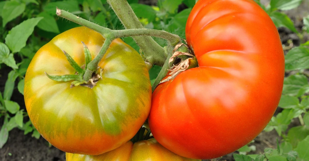 Jak wyhodować pomidory z pomidora? Jak zebrać nasiona z pomidorów? Jak suszyć nasiona pomidorów?