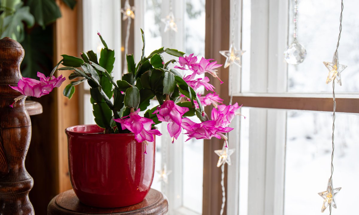 Jak często podlewać grudnika, żeby zakwitł na Boże Narodzenie? Podpowiadamy
