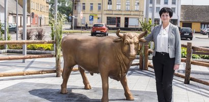 Bitwa byków na głosy