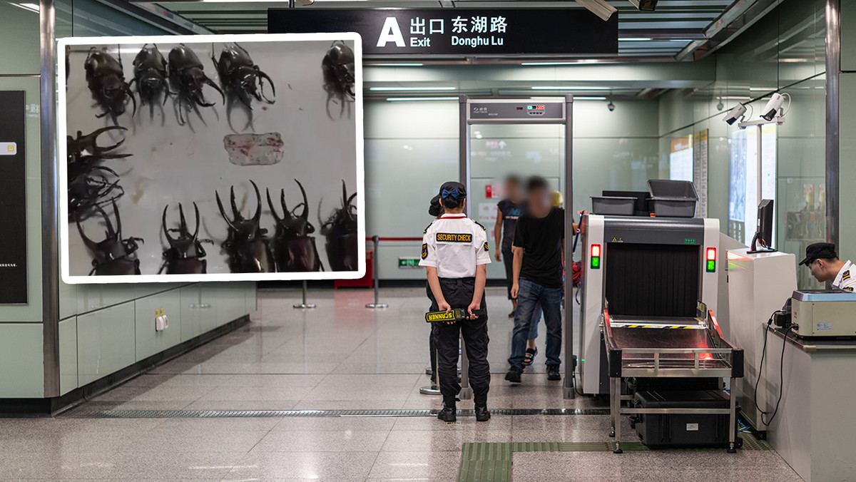 Wpadła na lotnisku w Chinach. W jej walizce znaleźli 11 inwazyjnych gatunków