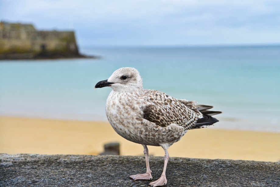 SAINT MALO