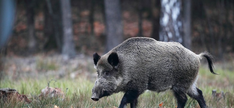 Pierwszy potwierdzony przypadek ASF. W gminie Wolsztyn znaleziono chorego dzika