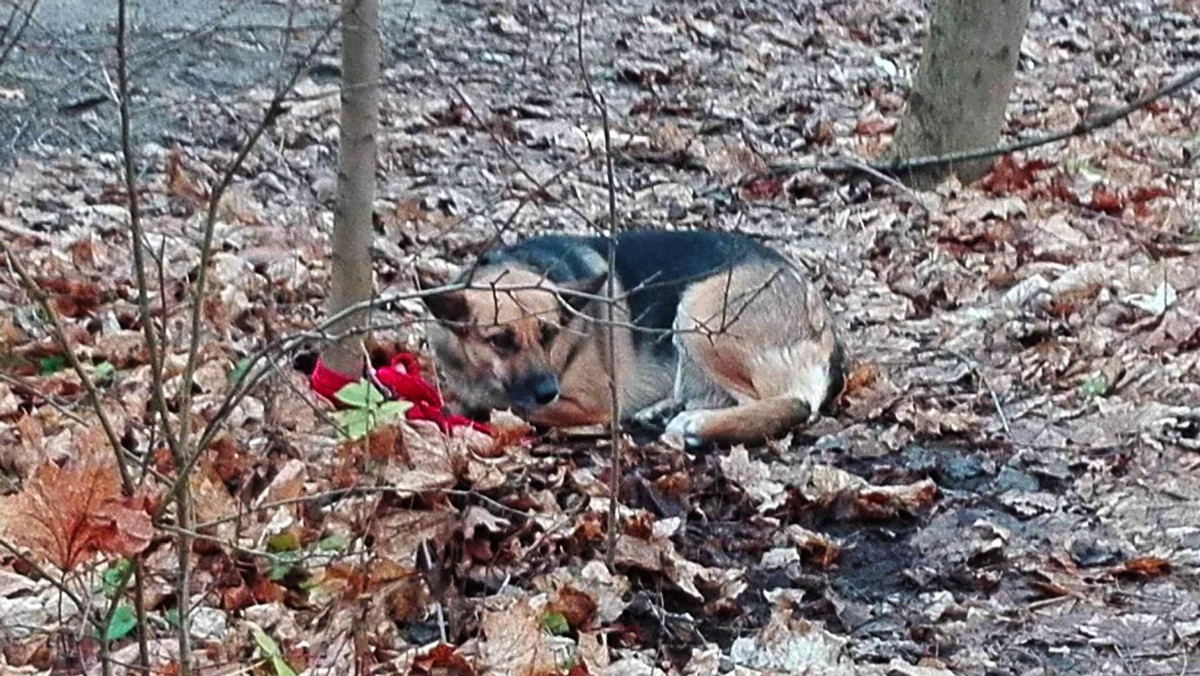 Zabrała do lasu, przywiązała do drzewa i zostawiła - bez pomocy człowieka pies nie miał szans na przeżycie. Zwierzę udało się uratować dzięki kobiecie, która spacerując po okolicy, zauważyła zmarzniętego i przestraszonego czworonoga. Policjanci namierzyli już jego wyrodną właścicielkę - to 33 -letnia kobieta. Grozi jej kara do dwóch lat więzienia.