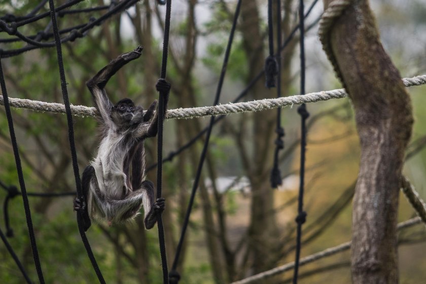 Poznańskie zoo zbiera pieniądze na budowę azylu dla zwierząt uratowanych z cyrku i nielegalnych hodowli