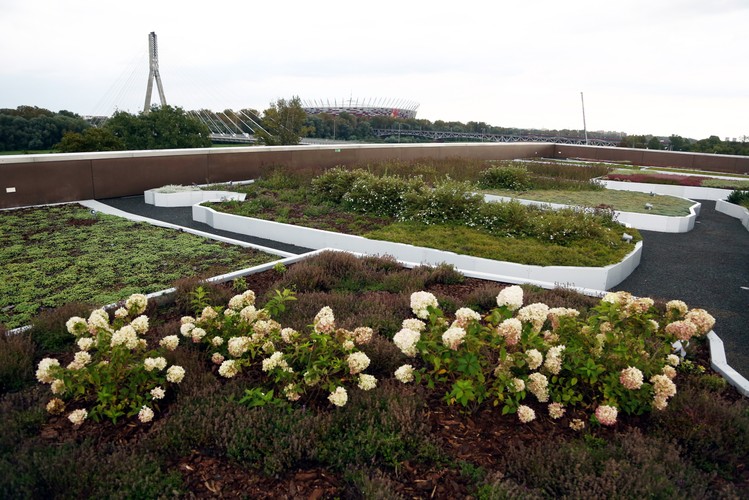 W donicach rośnie kilkadziesiąt gatunków bylin i krzewów, odpornych na trudne warunki wegetacji.  <br><br> fot. (mr) PAP/Tomasz Gzell