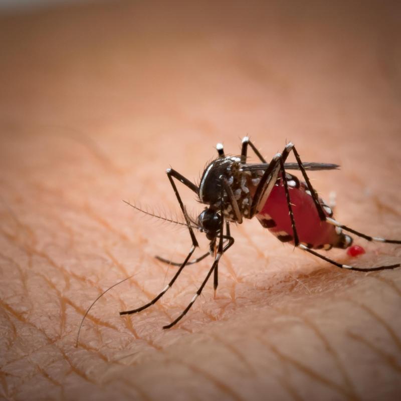 Zwykłe ugryzienie komara skończyło się tragedią