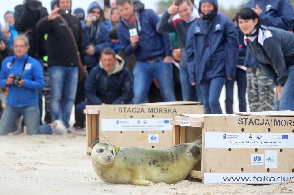 SMOŁDZINO FOKI WYPUSZCZONE NA WOLNOŚĆ (Foka na wolności)