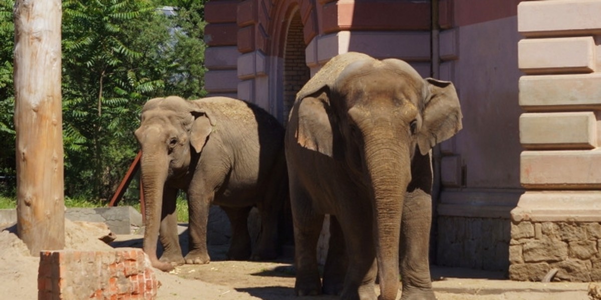 Zoo we Wrocławiu