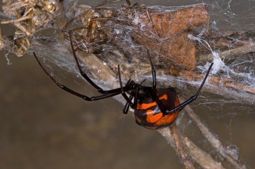 Crna udovica pauk