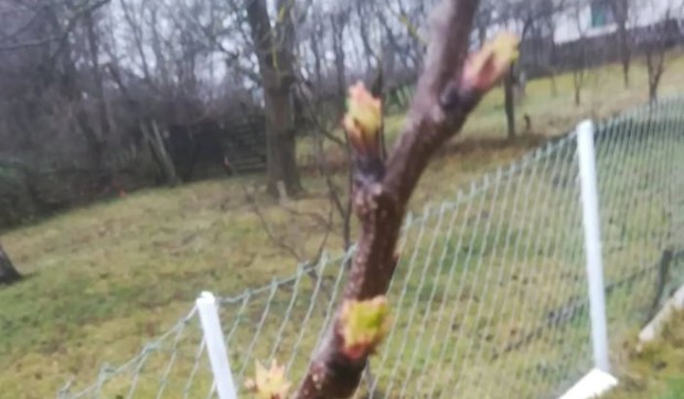 Kajsija spremna za cvetanje u selu Šatornja kod Topole