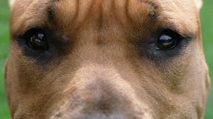 Életveszélyben a kutyatámadás 2 éves áldozata