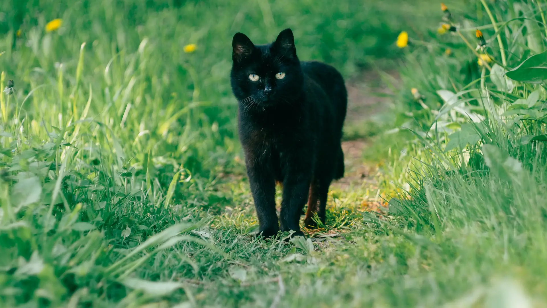 Czarny kot i zbite lustro, czyli trudne życie przesądnego. Skąd wzięły się zabobony?