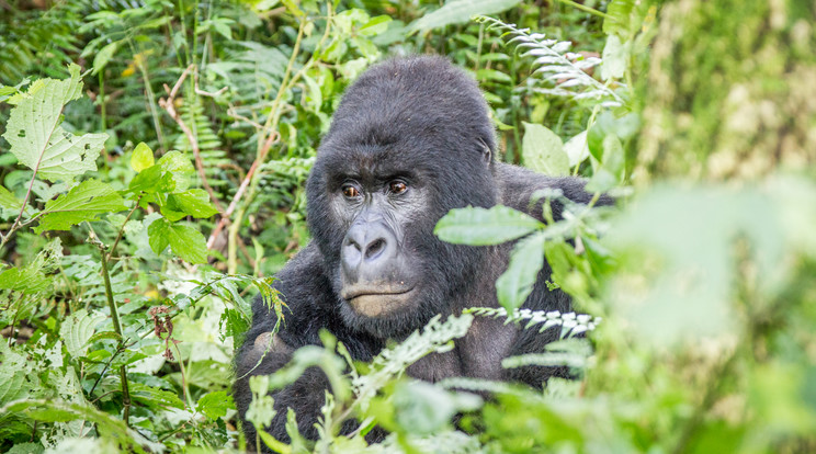 Hegyi gorilla / Illusztráció: Northfoto