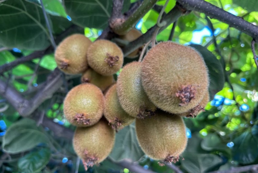 Kivi se smatra bezbednim i efikasnim lekom za hronični zatvor