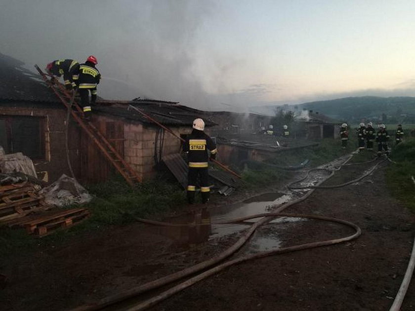 Miały dwa tygodnie, zginęły w płomieniach. Tragedia pod Kielcami