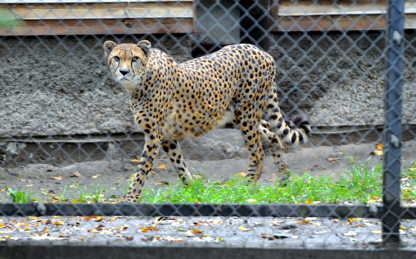 zaloty łódzkich gepardów w ZOO