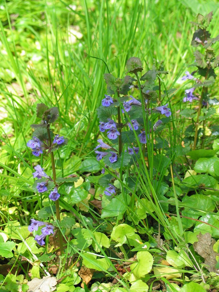 Bluszczyk kurdybanek (Glechoma hederacea)