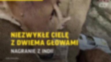 Cielę z dwiema głowami. Niezwykłe nagranie z Indii