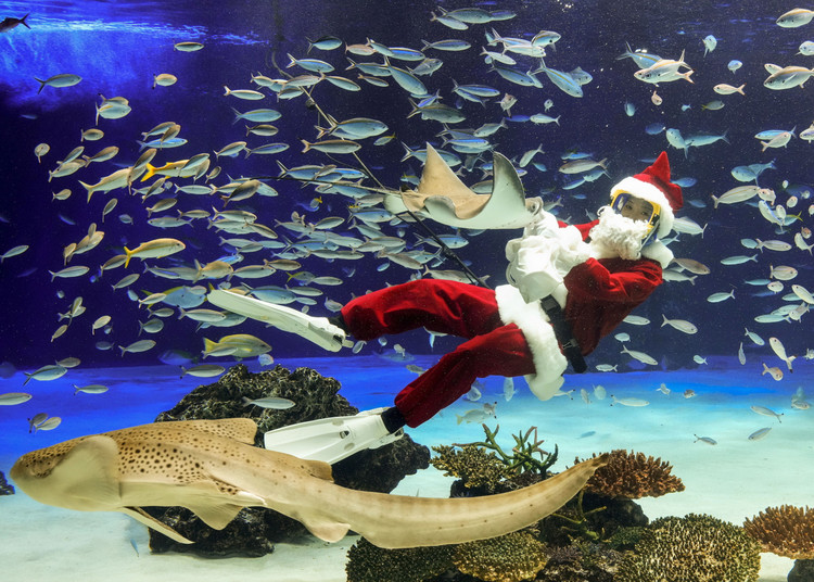 A Santa diver practices for the upcoming seasonal feeding at a Tokyo aquarium