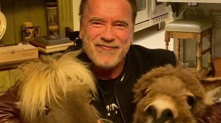 Arnold Schwarzenegger eladásra bocsátotta az állatos pólóit, a befolyt pénzből pedig egy rászorulókon segítő szervezetnek szeretne adományozni / Fotó: Northfoto