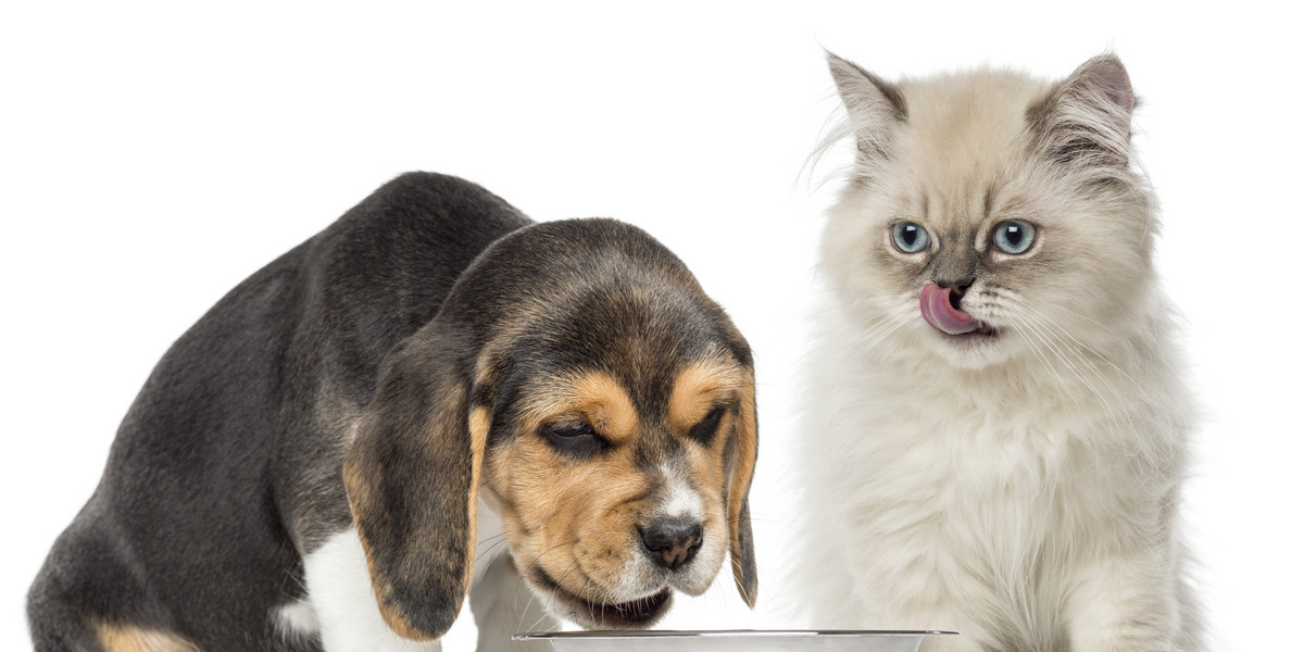 Pies i kot jedzą z jednej miski