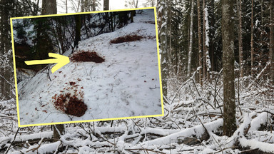 Można je zobaczyć w polskich lasach. Leśnicy wyjaśniają, czym są