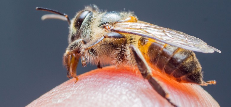 Pszczoły pomogą w walce z rakiem mózgu. Odkrycie polskich naukowców