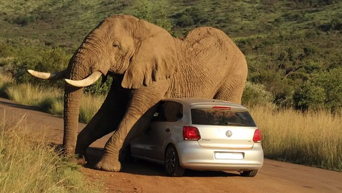 Volkswagen Polo i słoń